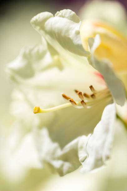 istock macro of white rhododendron bloom 699787606