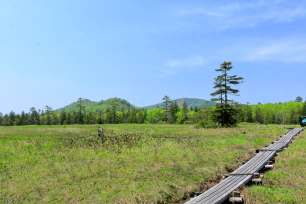 istock Marshland of Ukishima in Hokkaido 699787726