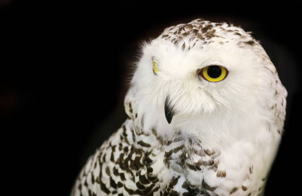 istock Snowy Owl isolated on black background. 699788300