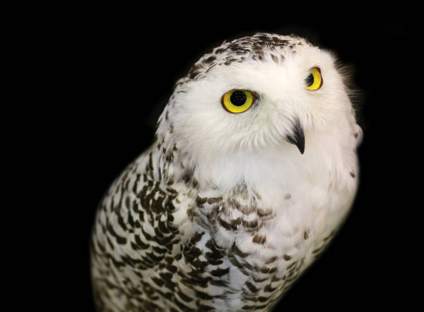 istock Snowy Owl isolated on black background. 699788362