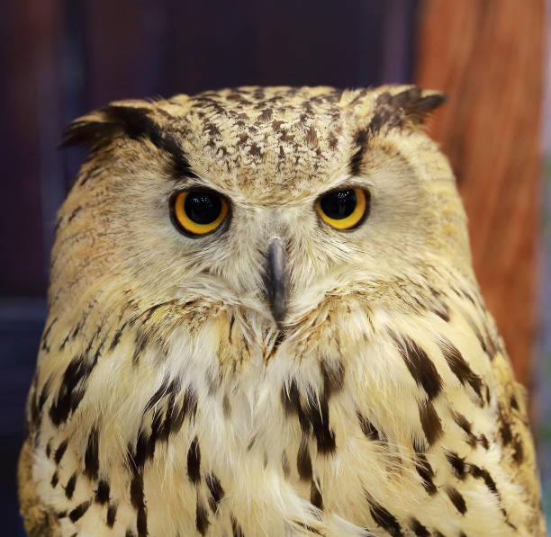 istock close up western Siberian Eagle Owl. 699788504