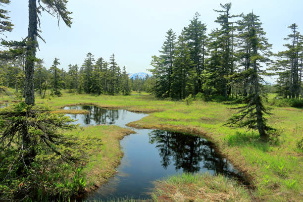 istock Marshland of Ukishima in Hokkaido 699794068