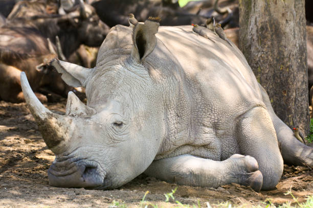 istock White rhinoceros in the shade 699794834