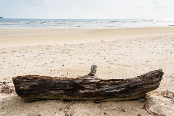 istock The Logs on the beach. 699798706