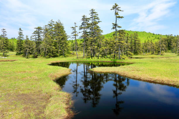 istock Marshland of Ukishima in Hokkaido 699803678