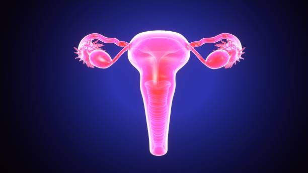 ilustración 3d de la anatomía del sistema reproductor femenino - ovary fotografías e imágenes de stock