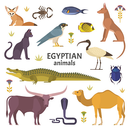 Vector illustration of African animals, such as camel, crocodile, buffalo, ibis, cat, Egyptian dog, and scorpio isolated on white.