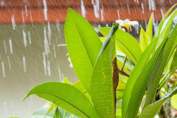 Fresh green leaves in the raining