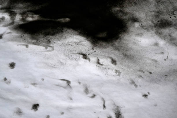 istock Black Ink Conveyed Over White Close-up Paper. 699809104