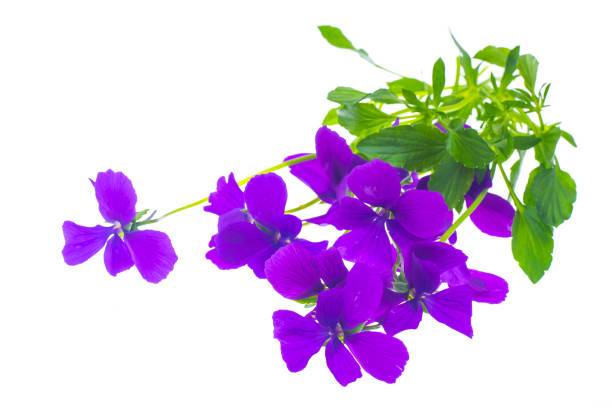 Bunch of bright purple flowers Isolated on white. Studio Photo