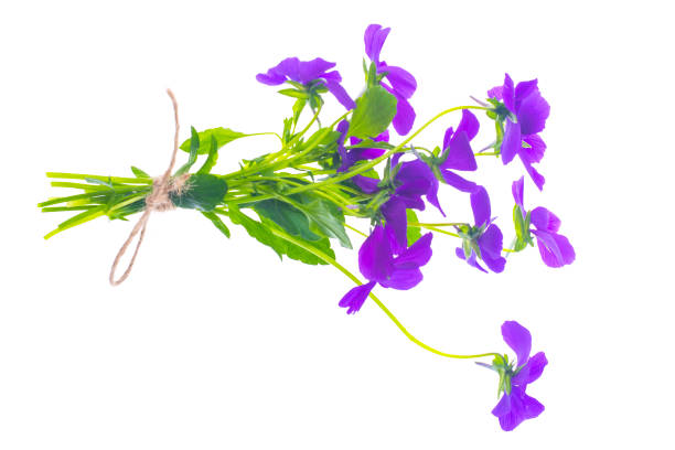 Bunch of bright purple flowers Isolated on white. Studio Photo
