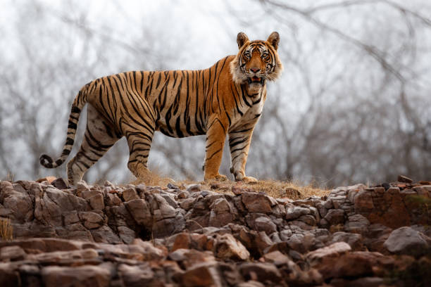 왕 처럼 정글 속을 걷는 타이거 남성 - bengal tiger 뉴스 사진 이미지