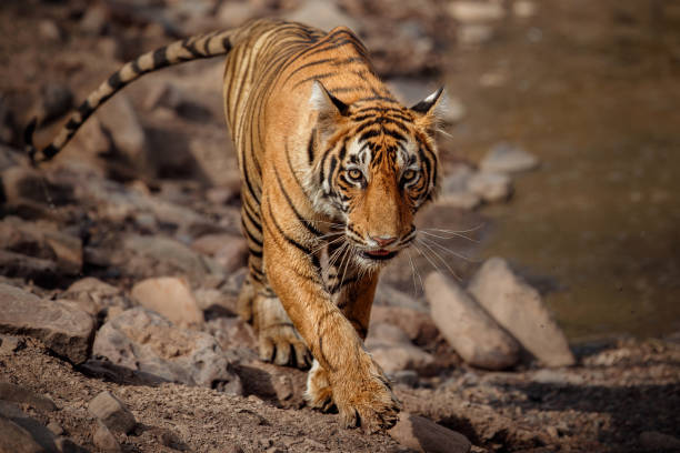 istock Tiger male walking head on composition 699814040