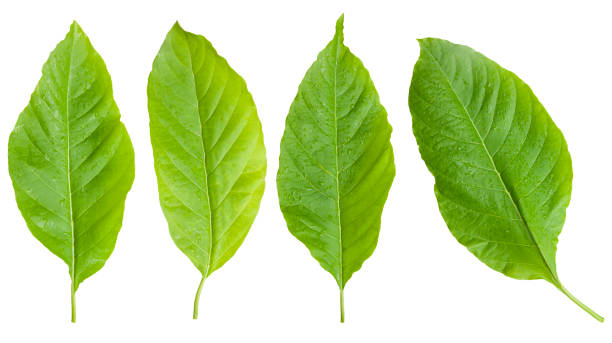 istock Tree Dieffenbachia flower Leaf Isolated On White / clipping path 699816776