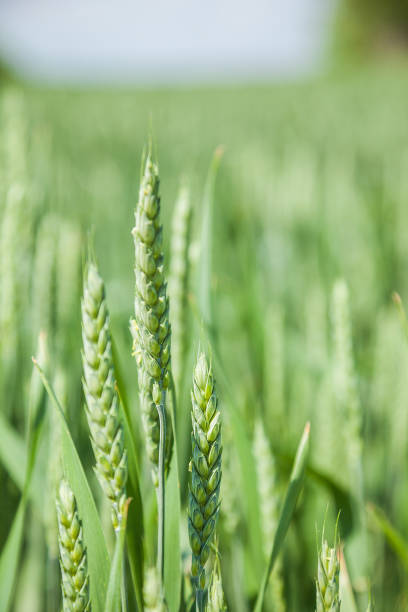 istock Green wheat field on sunny summer day 699816812