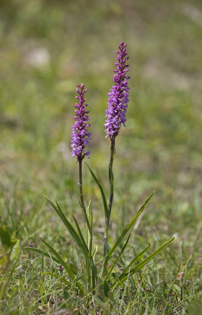 Gymnadenia conopsea, commonly known as the fragrant orchid
