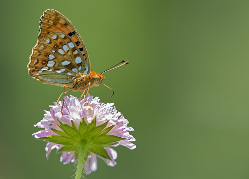 Heath fritillary (Melitaea athalia) suckling on a flowering field scabious