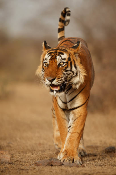 istock Tiger male walking head on composition 699817388