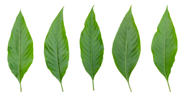 istock Tree Dieffenbachia flower Leaf Isolated On White / clipping path 699818032