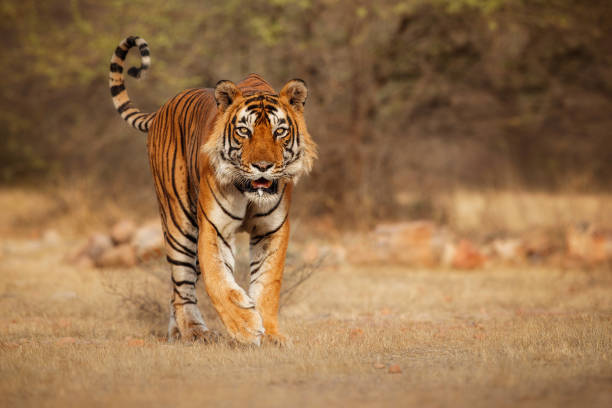 istock Tiger male walking head on composition 699818266