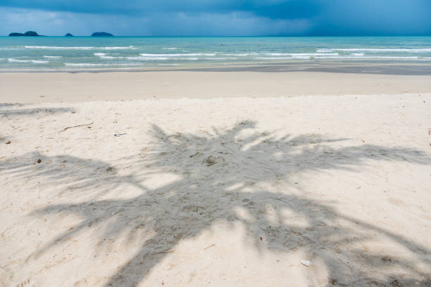 istock Shadow of coconut tree on Phrao Beach, Koh Chang, Trat, Thailand. 699818488