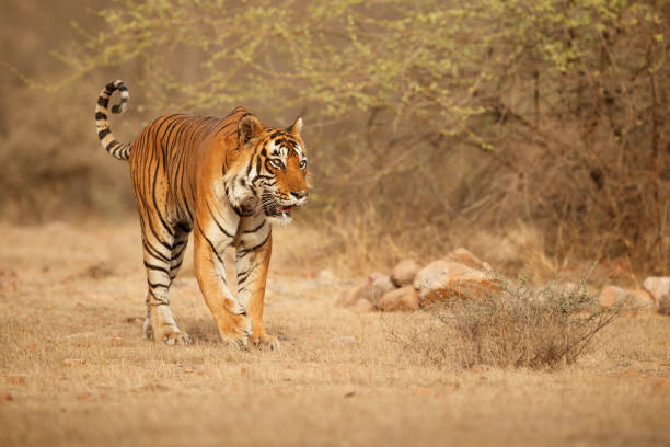 istock Tiger male walking head on composition 699818564