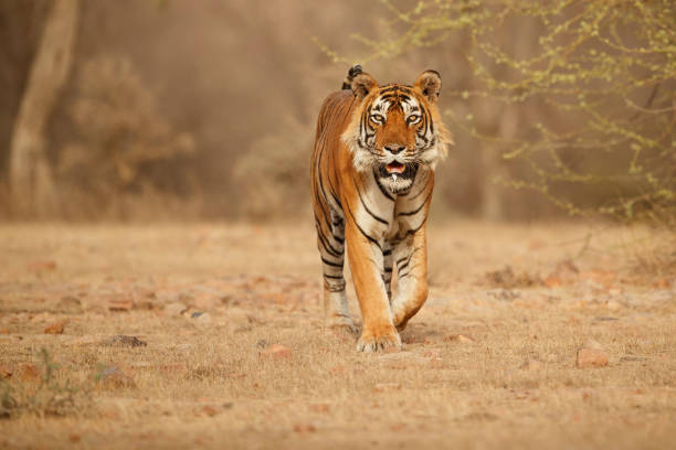 istock Tiger male walking head on composition 699820852