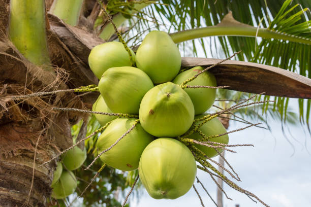 istock Coconut on the tree , green coconut at tree. 699821078