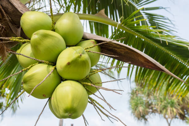 istock Coconut on the tree , green coconut at tree. 699821202