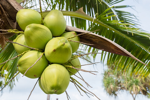 Coconut on the tree , green coconut at tree