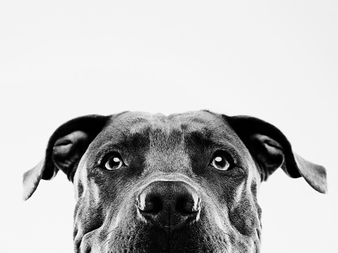 Black and white portrait of a cute american pitbull dog looking at camera with attention. Horizontal portrait of black american stafford dog posing against white background. Studio photography from a DSLR camera. Sharp focus on eyes.