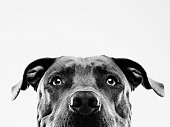 istock Black and white pit bull dog studio portrait 699831836