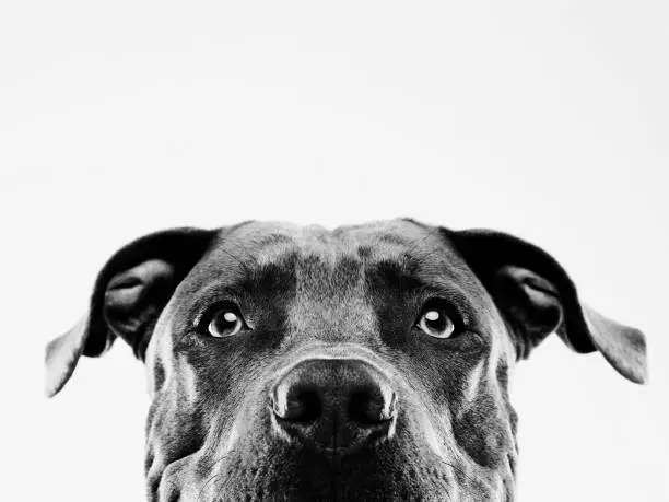 Black and white portrait of a cute american pitbull dog looking at camera with attention. Horizontal portrait of black american stafford dog posing against white background. Studio photography from a DSLR camera. Sharp focus on eyes.