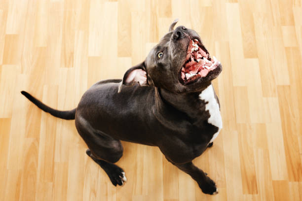 Black pit bull dog barking portrait Portrait of a ferocious american pitbull dog looking at camera and barking. Horizontal portrait of aggressive american stafford dog ready to attack. Studio photography from a DSLR camera. Sharp focus on eyes. animals attacking stock pictures, royalty-free photos & images