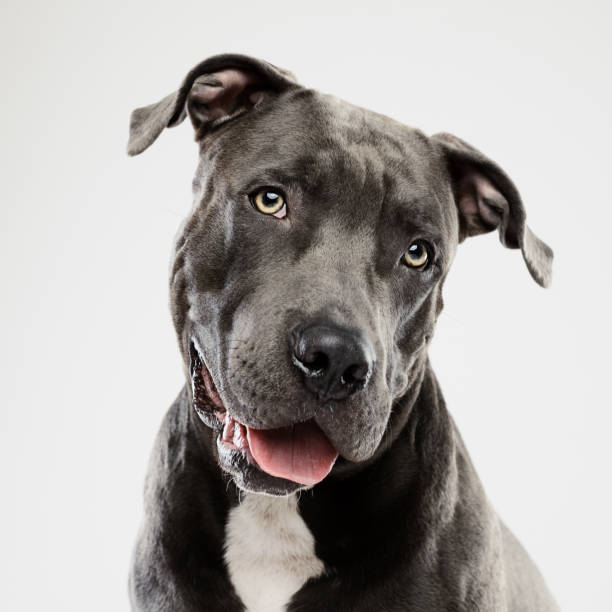 Pit bull dog listening studio portrait Portrait of a black american pitbull dog looking at camera listening with attention. Vertical portrait of beautiful american stafford dog posing against white background. Studio photography from a DSLR camera. Sharp focus on eyes. pit bull terrier stock pictures, royalty-free photos & images