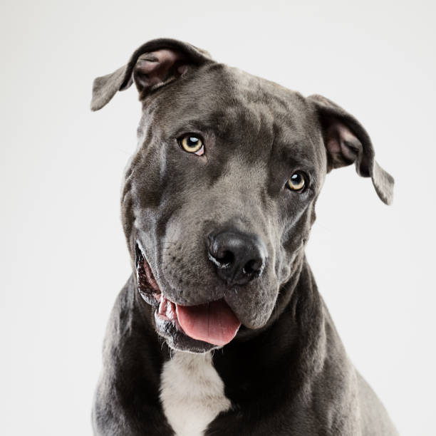 retrato de estúdio escutando cachorro pit bull - dog mixed breed dog pets puppy - fotografias e filmes do acervo