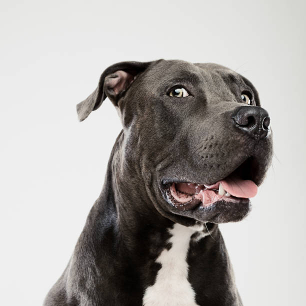 Pit bull dog looking at camera studio portrait Portrait of a black american pitbull dog looking at camera and paying attention. Vertical portrait of beautiful american stafford dog posing against white background with suspicious expression. Studio photography from a DSLR camera. Sharp focus on eyes. american pit bull terrier stock pictures, royalty-free photos & images