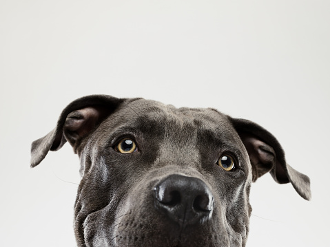 A black and white Pit Bull Terrier mixed breed dog looking at the camera with a head tilt