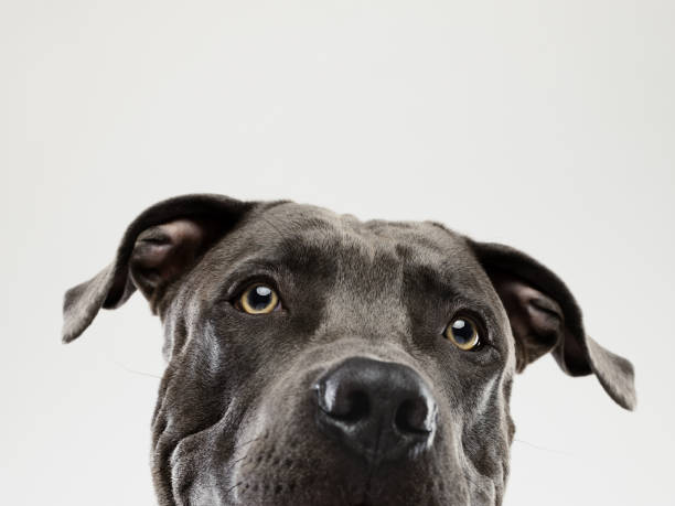 pit bull retrato olhar de cão - olhos amarelos - fotografias e filmes do acervo