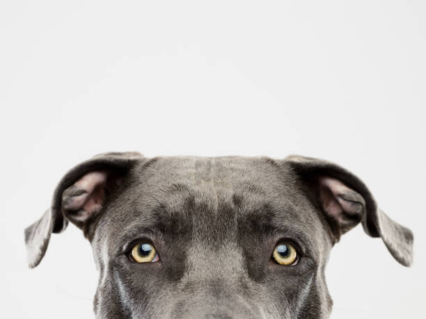 Pit bull dog studio portrait Portrait of a cute american pitbull dog looking at camera with attention. Horizontal portrait of black american stafford dog posing against white background. Studio photography from a DSLR camera. Sharp focus on eyes. american pit bull terrier stock pictures, royalty-free photos & images