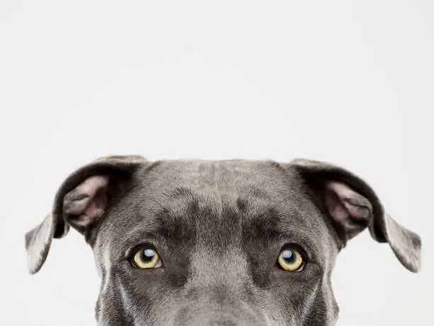 Photo of Pit bull dog studio portrait