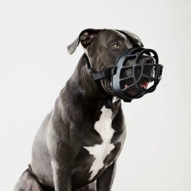 Portrait of a beautiful american pitbull with muzzle dog looking away with attention. Square portrait of black american stafford dog posing against white background. Studio photography from a DSLR camera. Sharp focus on eyes.