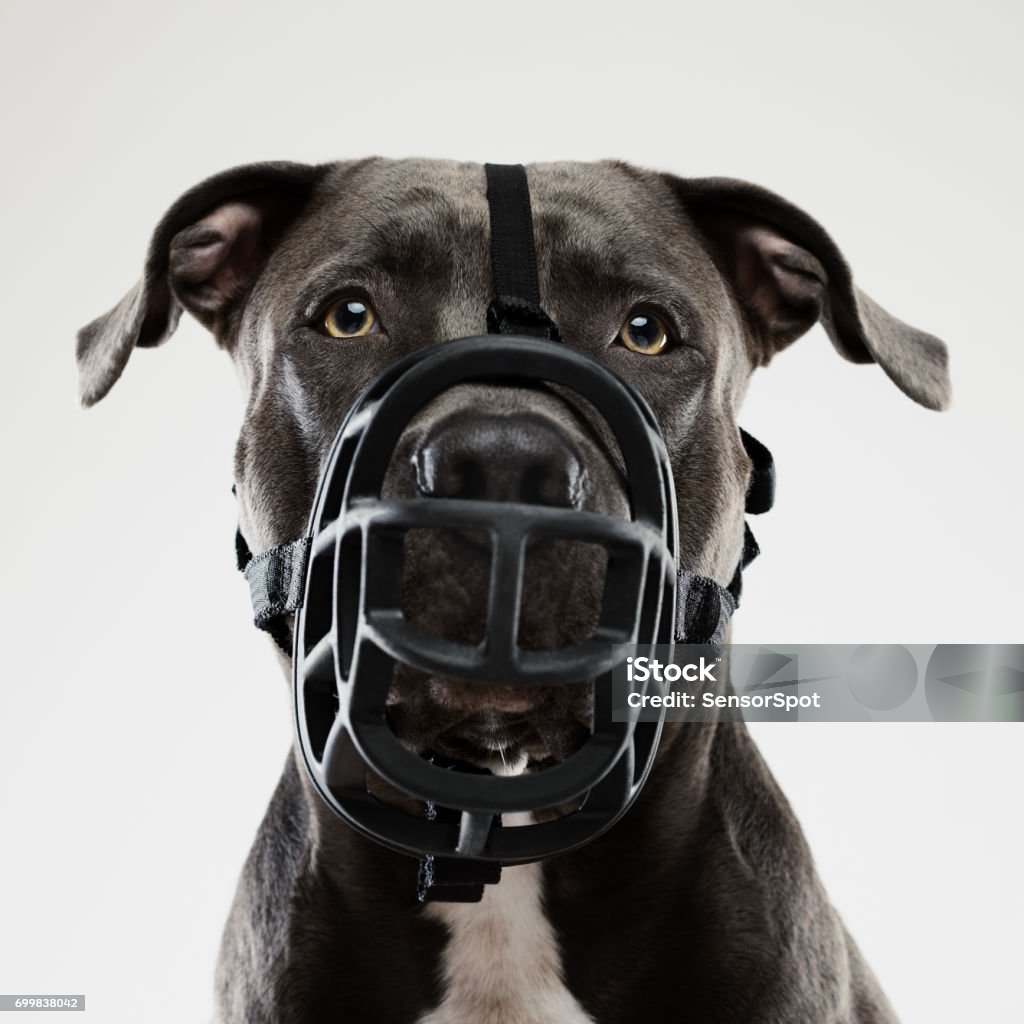 Pit bull dog posing with muzzle Portrait of a beautiful american pitbull with muzzle dog looking at camera with attention. Square portrait of black american stafford dog posing against white background. Studio photography from a DSLR camera. Sharp focus on eyes. Dog Stock Photo