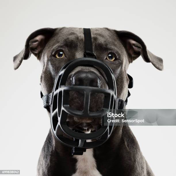 Pit Bull Dog Posing With Muzzle Stock Photo - Download Image Now - Dog, Restraint Muzzle, Aggression