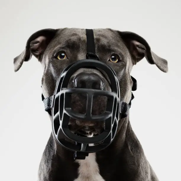 Portrait of a beautiful american pitbull with muzzle dog looking at camera with attention. Square portrait of black american stafford dog posing against white background. Studio photography from a DSLR camera. Sharp focus on eyes.