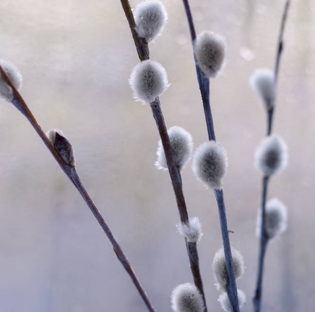istock Twigs of pussy willow 699839534