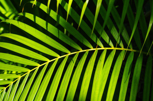 istock palm leaves of tree in sunlight 699847222