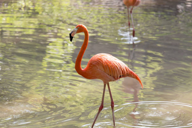 istock Pink flamingo on a pond in nature 699849370