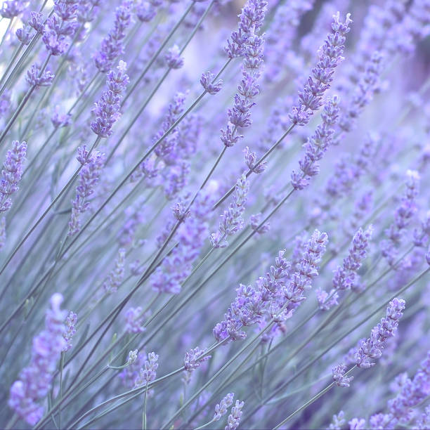 istock Lavender Field in the summer 699856038