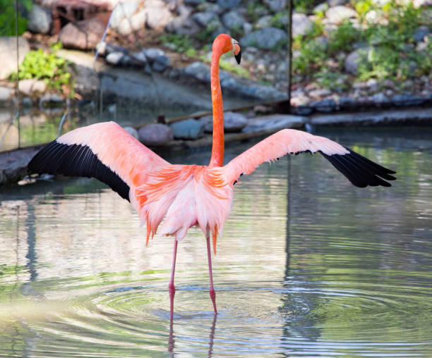 istock Pink flamingo on a pond in nature 699858268